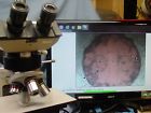 93563 Olympus Trinocular Microscope Bh-bhm