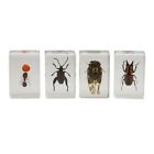 44409 Celestron Specimen Bug Kit 3