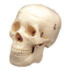 Cs204 Anatomical Chart Company Skull With Removable Teeth