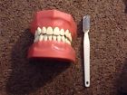 Generic Large Nissin Dental Denture Study Teaching Tooth Model Brush