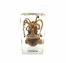 Ja002004 Amazingbug Squid Cuttlefish Specimen In Acrylic Block Paperweights Science Classroom