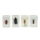 44407 Kit Specimen Bug Celestron 1