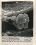 1970 Press Photo Carbon Ash Of Graphite Magnified Under Microscope In. Fixed Price $24.99.