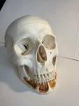 Medical Plastic Anatomical Human Model Spring Mandible,skull Base, Labels. Fixed Price $475.00.