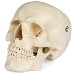 Medical Anatomical Skull Model - 1:1 Life Size Replica Anatomy Adult Human He.... Fixed Price $43.68.