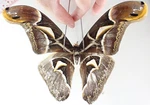 SA13204. Insects, Butterflies: Saturniidae Sp. Vietnam. Lai Chau. Fixed Price $6.00.