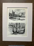 Antique 1874 Wood Engraving "sycamore On New River... River" Va 11X14 Mat. Fixed Price $19.95.