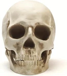 Lifesize 1:1 Human Skull Replica Resin Model Anatomical Medical Skeleton. Fixed Price $24.99.