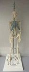 New 21 Inch Tall Human Skeleton Model Skull Anatomical With Stand. Fixed Price $34.95.
