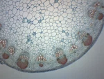 Sunflower Stem - Prepared Microscope Slide 75X25MM Eisco Labs. Fixed Price $6.99.