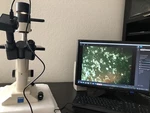 Nikon Tms Inverted Phase Contrast Microscope Trinocular Head 5MP Usb Camera. Fixed Price $979.99.